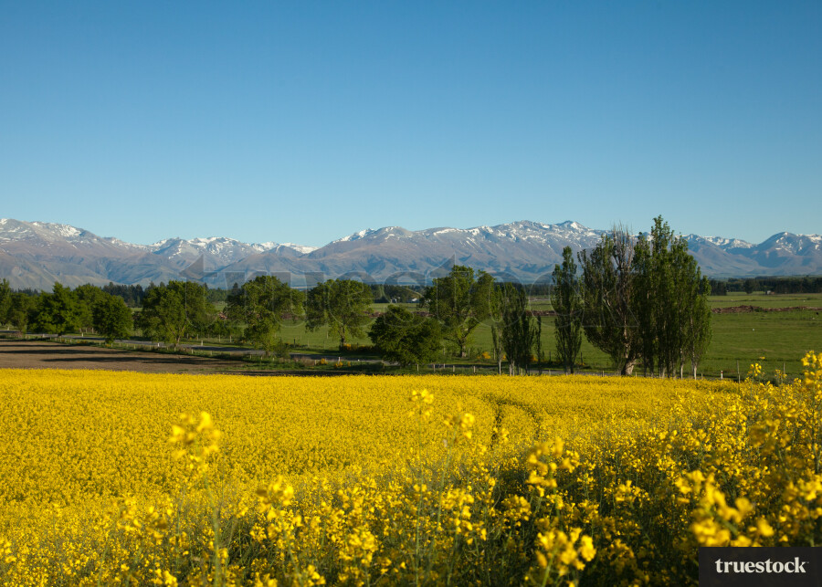 Rapeseed canola oil field in the countryside