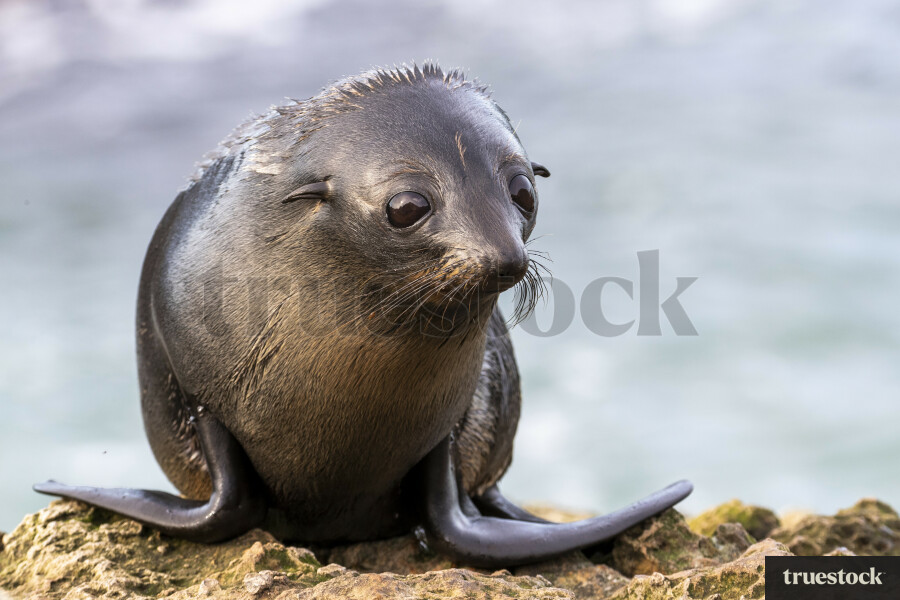 Seal pup