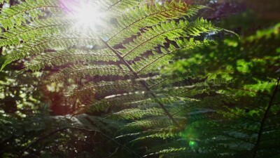 Fern and lens flare in forest