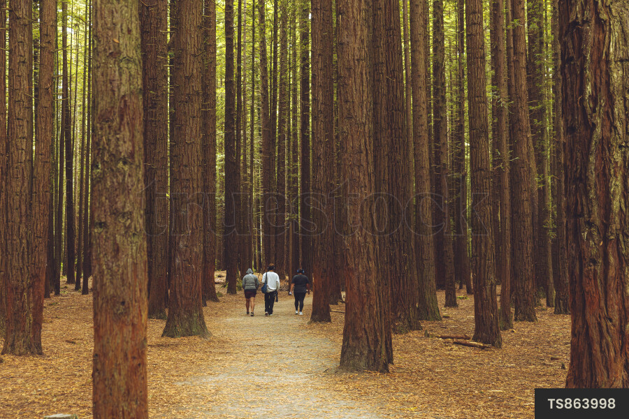 Tourists walking through redwood forest