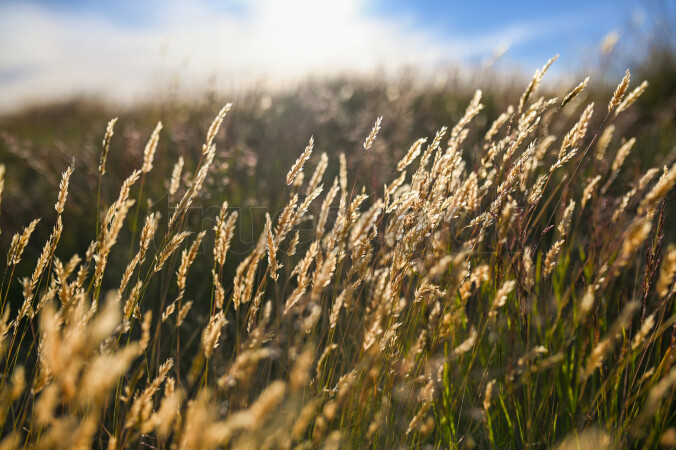 Wild Grasses