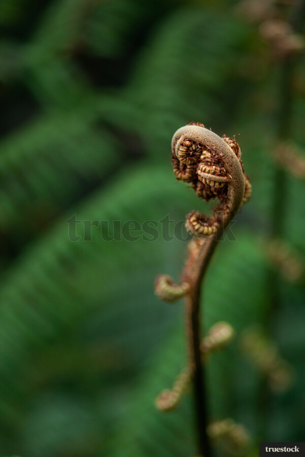 Silver fern
