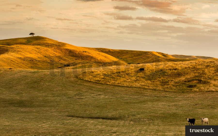 Grass hills at Kai Iwi lakes