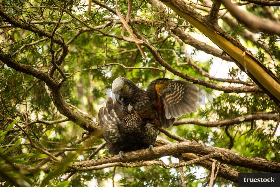 Kea sitting on tree