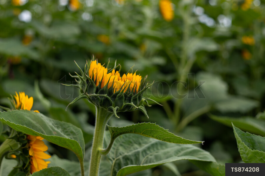 Sunflowers on farm