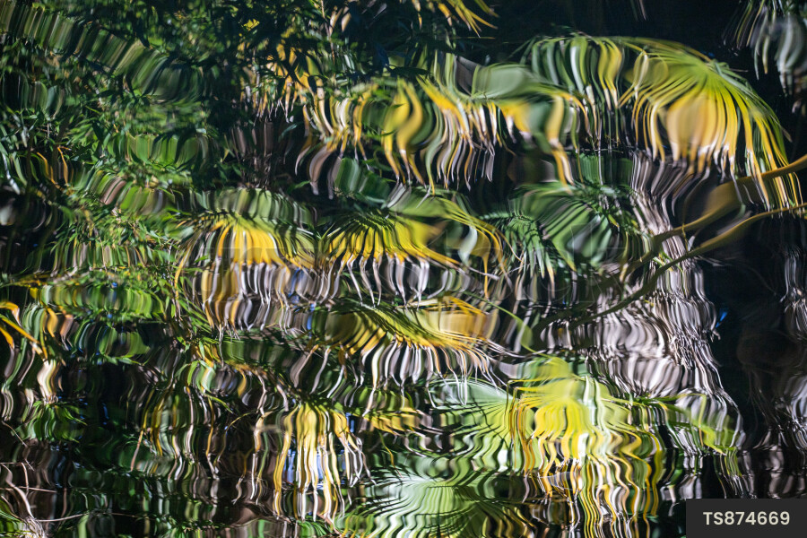 Reflection of plants in water