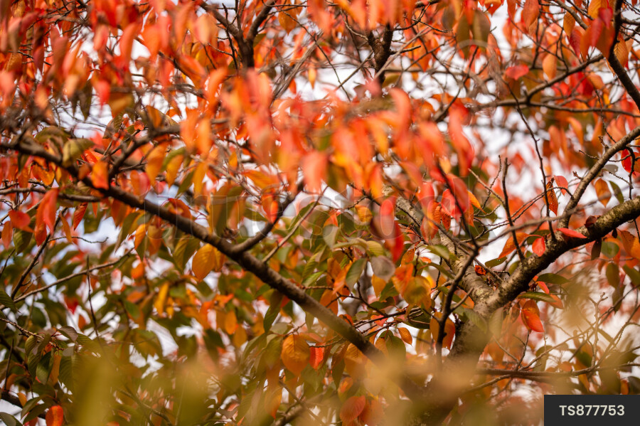Branches of trees in Hagley Park during autumn