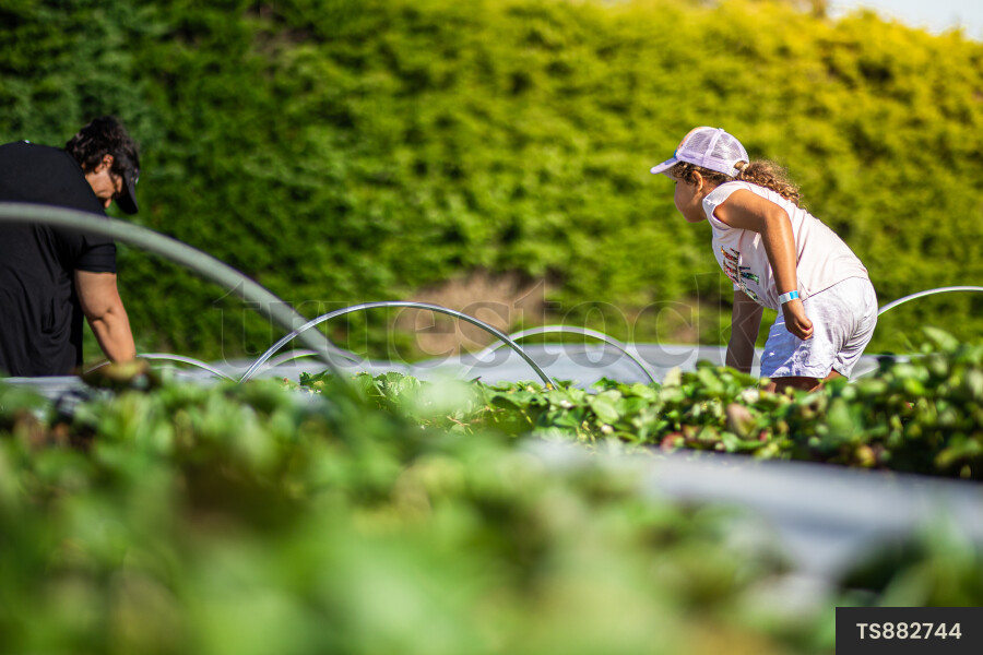 Girl picking strawberries