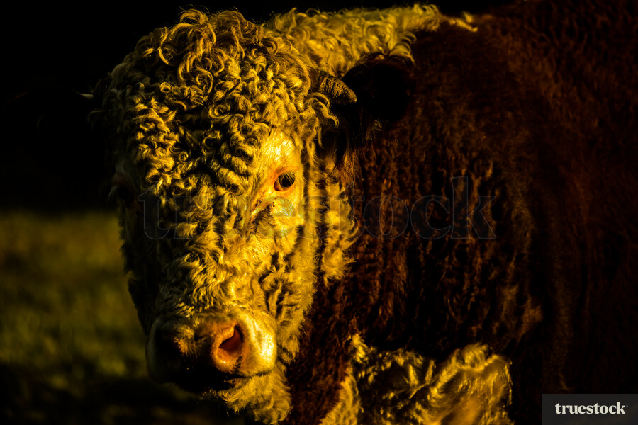 Miniature Hereford Bull