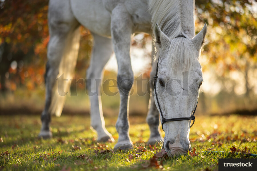 Horse Grazing in a Field