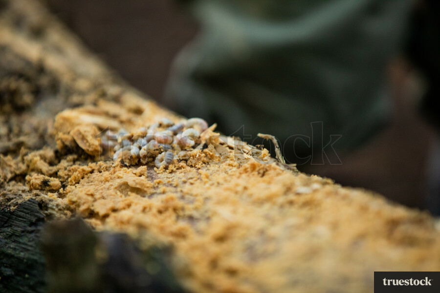 Close-up of huh grub insect