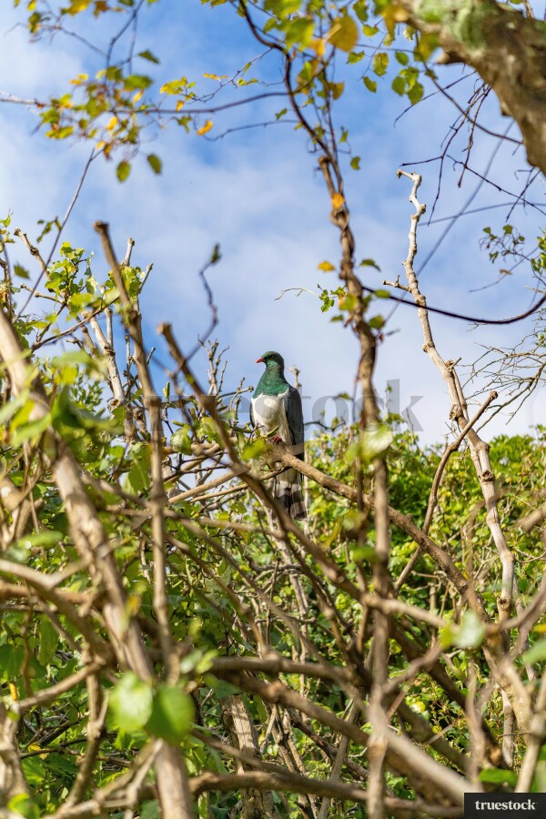 Wood Pigeon