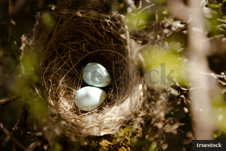 Birds Nest With Eggs