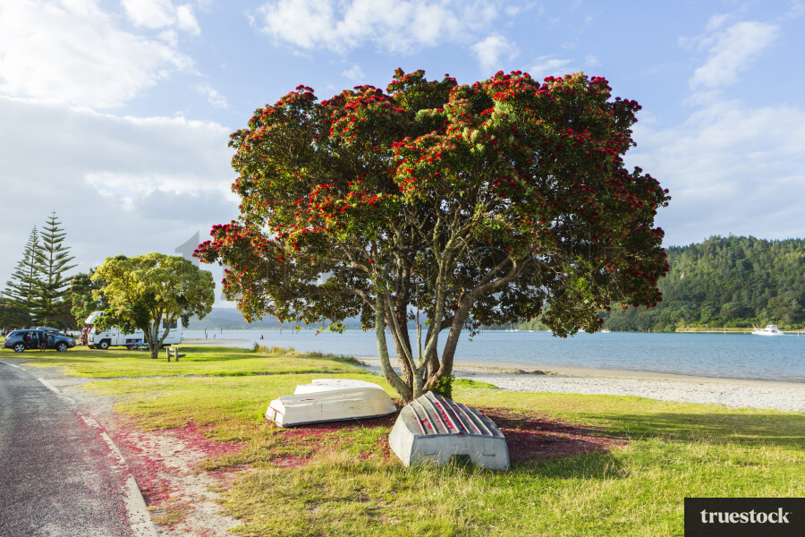 Boats Under Pohutukawa Tree