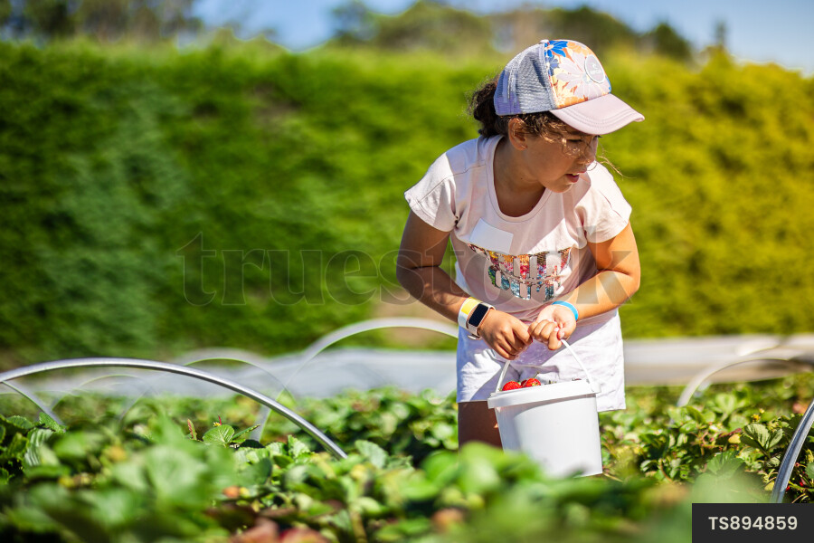 Girl picking strawberries