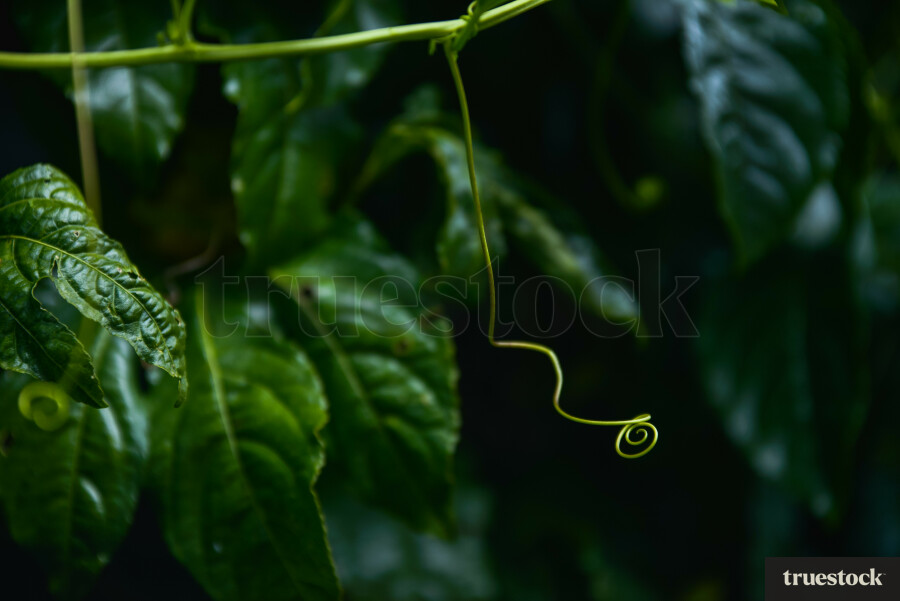 Close-up of plant leaves and vine