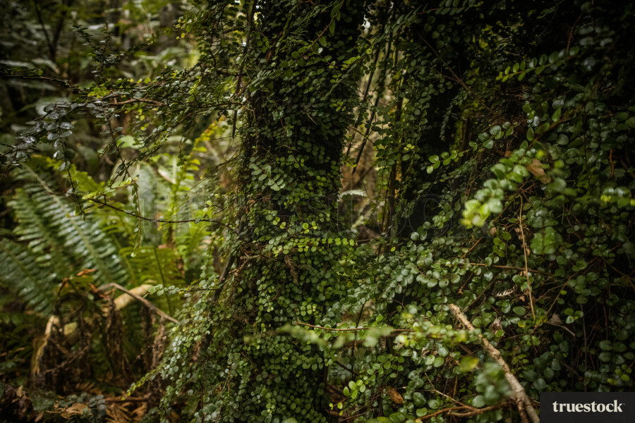 Forest trees and plants