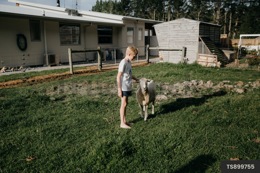 Young Boy With Sheep