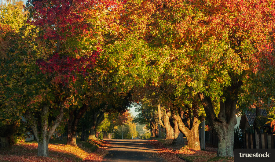 Autumn trees in the morning