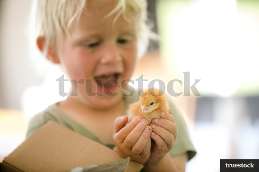 Boy Holding Little Chick