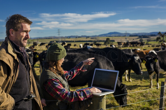 Farmer Using Laptop in Front of Cows