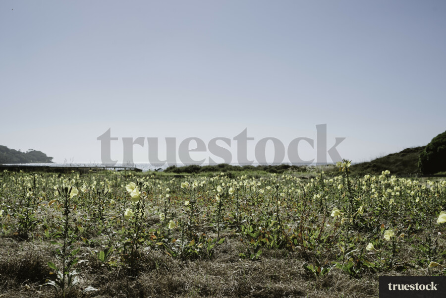 Field of Wildflowers