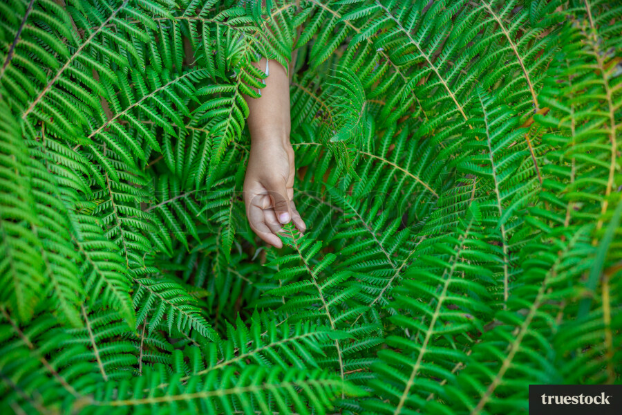 Child's hand in between the fern plant branches