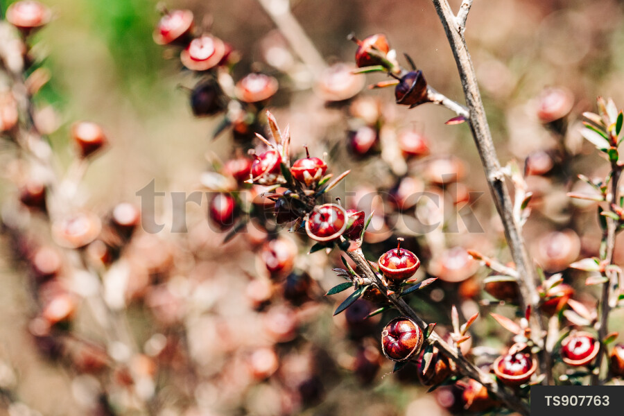 Manuka flowers on branch