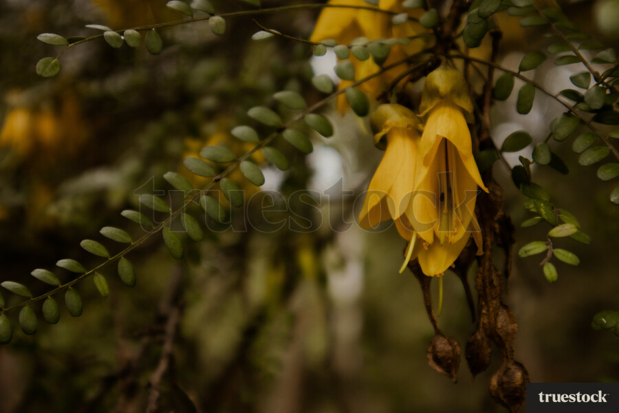 Kowhai Tree Flowers
