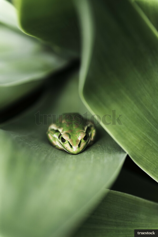 Close up of Golden Bell Frog on Plant