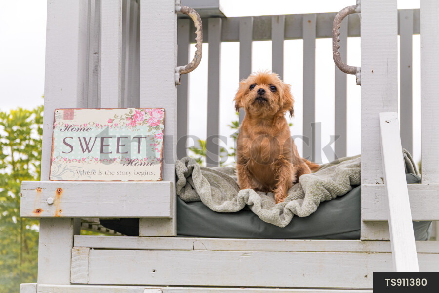 Dog in playhouse