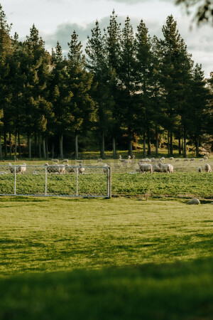 Farmland in the Hurunui District