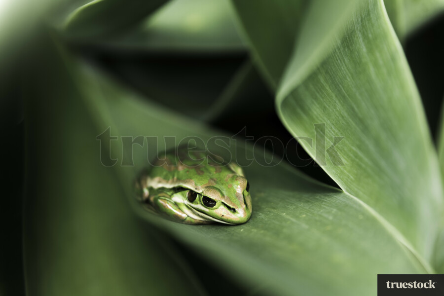 Close up of Golden Bell Frog on Plant
