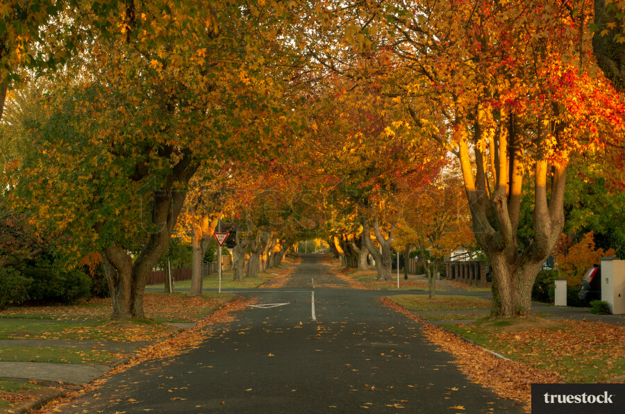 Autumn trees in the morning