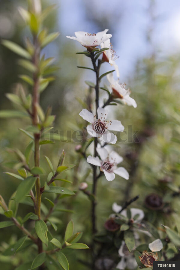 Manuka flowers on branch