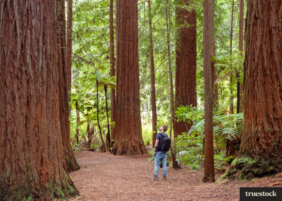 Man walking through forest