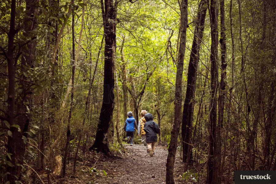 Walking through the forest