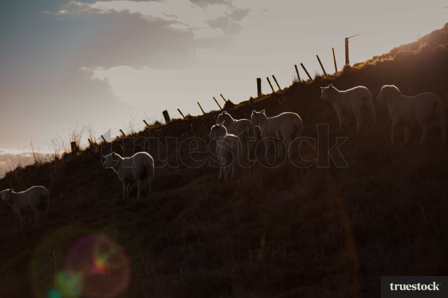 Sheep on hillside