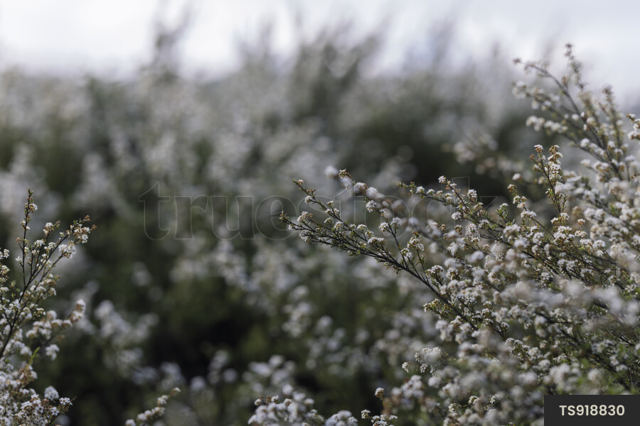 Manuka flowers on branch