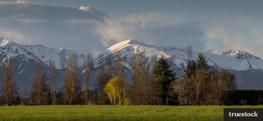 Farm Landscape in Timaru