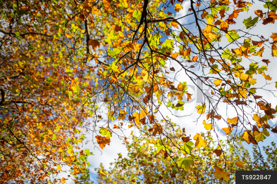 Branches of trees in Hagley Park during autumn
