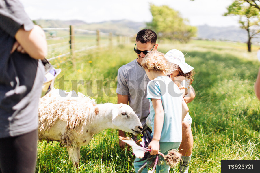 Kids Feeding Sheep