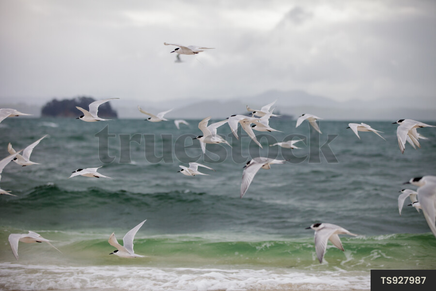 Flock of white-fronted terns flying by ocean