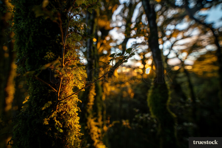 Sunrise shining through native bush