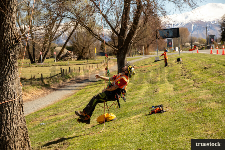 Worker Climbing Tree