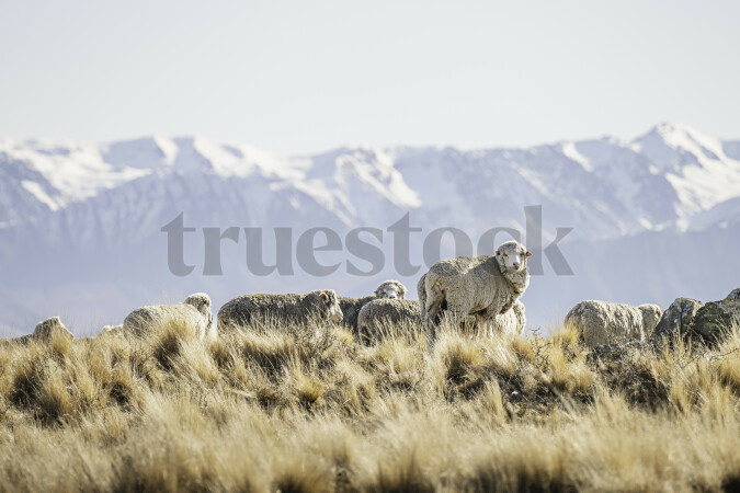 Sheep in a Field