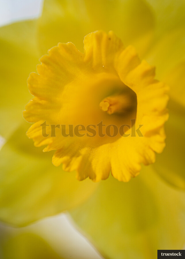 Daffodils