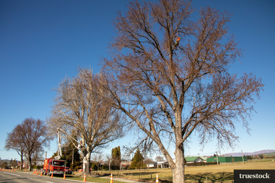 Worker in Tree