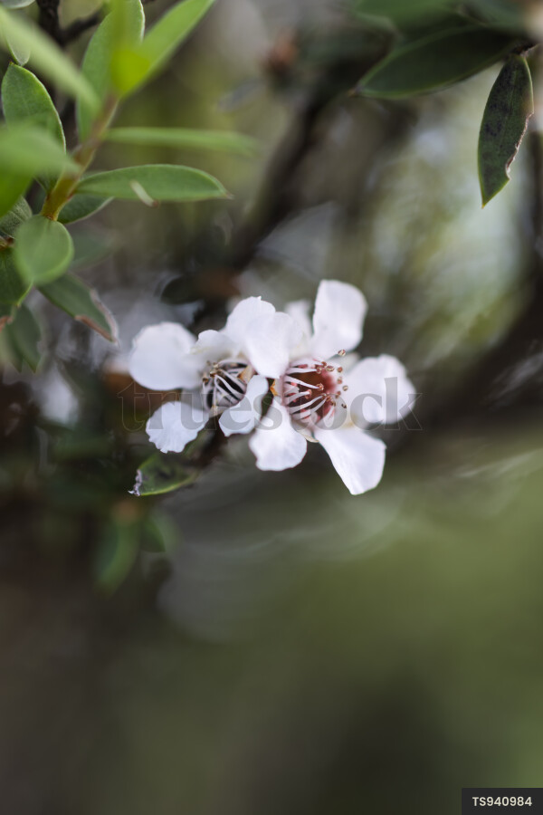 Manuka flowers on branch