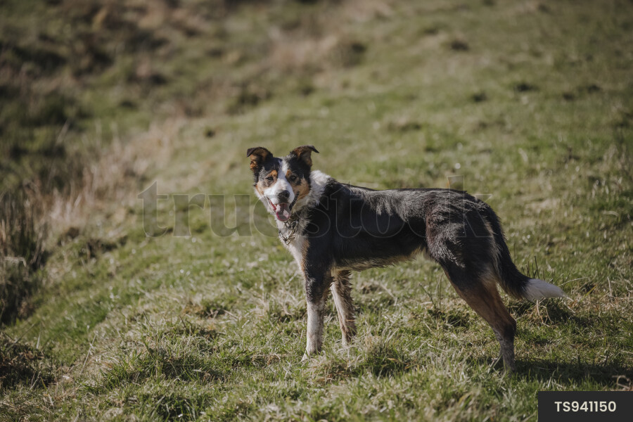Dog on farm